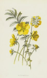 Silverweed (chromolitho) av Frederick Edward Hulme