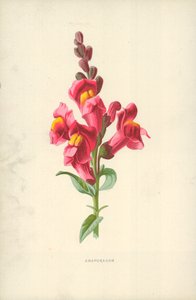 Snapdragon av Frederick Edward Hulme