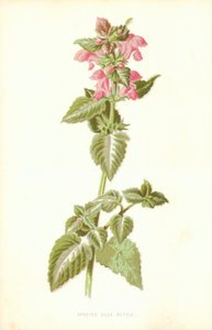 Spotted Dead Nettle av Frederick Edward Hulme