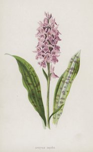 Spotted Orchis (chromolitho) av Frederick Edward Hulme