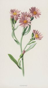 Starwort (chromolitho) av Frederick Edward Hulme