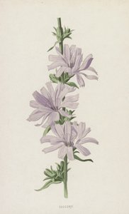 Succory (chromolitho) av Frederick Edward Hulme