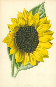 Solsikke