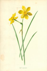 Liten påskelilje av Frederick Edward Hulme
