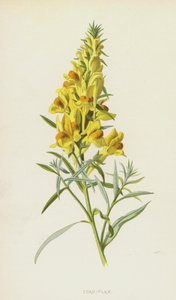 Padde-lin (chromolitho) av Frederick Edward Hulme