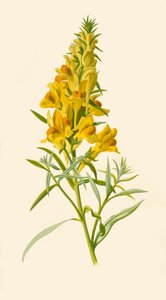 Toadflax, 1877. av Frederick Edward Hulme