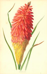 Torch Lily av Frederick Edward Hulme