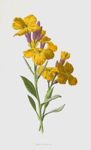 Veggblomst (chromolitho)