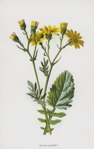 Vann ravort (chromolitho) av Frederick Edward Hulme