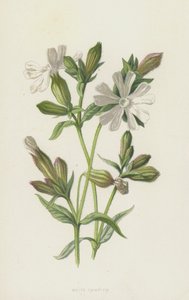 White Campion (chromolitho) av Frederick Edward Hulme