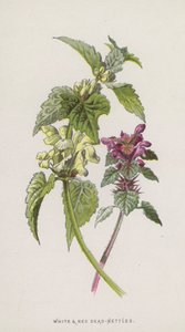 Hvite og røde døde nesler (chromolitho) av Frederick Edward Hulme