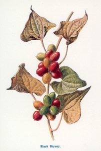  av Frederick Edward Hulme