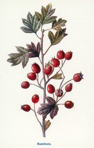  av Frederick Edward Hulme