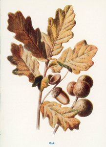  av Frederick Edward Hulme