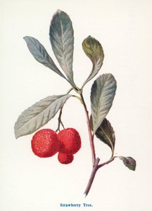  av Frederick Edward Hulme