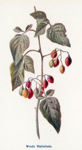  av Frederick Edward Hulme