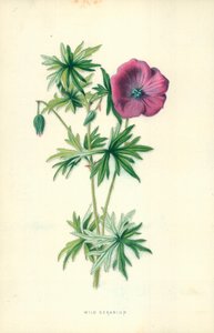 Vill geranium
