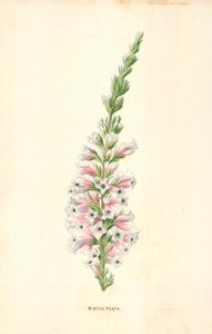 Vinterheia av Frederick Edward Hulme