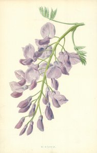 Wistaria av Frederick Edward Hulme
