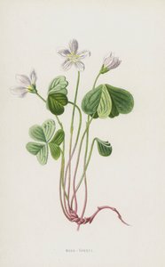 Tresyre (chromolitho) av Frederick Edward Hulme