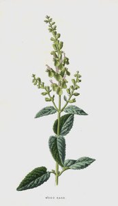 Wood Sage (chromolitho) av Frederick Edward Hulme