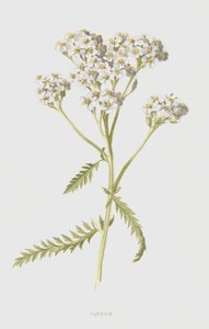 Ryllik (chromolitho) av Frederick Edward Hulme