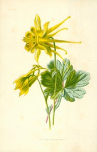 Gul aeleie av Frederick Edward Hulme