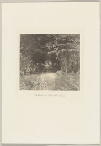 Granskog nær Leith Hill, Surrey av Frederick H. Evans