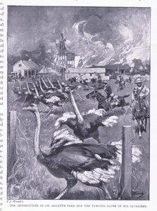 Ødeleggelsen av Dr Smarts gård og strutsene løsnet, fra After Pretoria: The Guerilla War utgitt av Harmsworth Bros Limited, 1901 av Frederick Judd Waugh