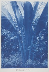 Uten tittel, 10. desember av Frederick K. Coulson