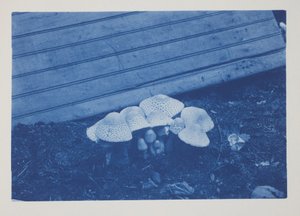 Uten tittel, slutten av 1800-tallet – begynnelsen av 1900-tallet (cyanotype på kremvevd papir)