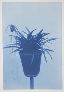 Uten tittel, slutten av 1800-tallet – begynnelsen av 1900-tallet (cyanotype på kremvevd papir)