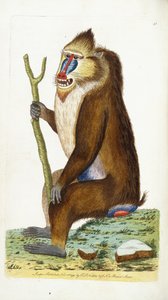Spraglete bavian eller mandrill Mandrillus sfinx av Frederick Polydor Nodder