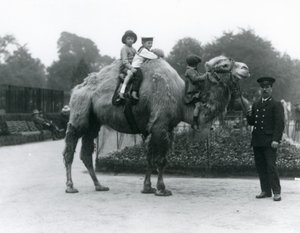 En Bactrian Camel-tur med keeper Harry Warwick i London Zoo, juni 1924 av Frederick William Bond