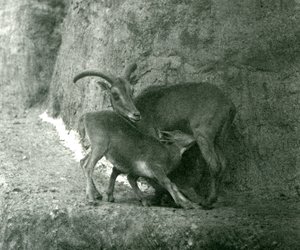 En Barbary sau Aoudad Waddan Arui Arruis mater lammet hennes på Mappin Terraces, London Zoo, august 1927 av Frederick William Bond