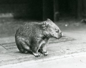 En barneset/vanlig/grovhåret wombat sitter på bakken i London Zoo i 1929 (s/hvitt-bilde) av Frederick William Bond