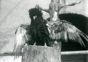 En Bateleur Eagle står på en trestubbe og sprer vingene, London Zoo, 1925 av Frederick William Bond