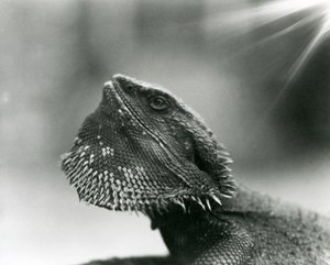 En skjeggete øgle ser opp på London Zoo i 1930 (s/hvitt-bilde) av Frederick William Bond