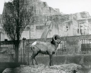 En Bighorn Sheep-vær som står på en stein og ser ut over innhegningen hans ved foten av Mappin Terraces, London Zoo. 1931 (s/hvitt-bilde) av Frederick William Bond