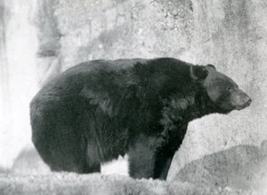 En svart bjørn som står i innhegningen sin, på Mappin Terraces, i London Zoo i 1924 (s/hv-bilde) av Frederick William Bond