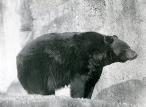 En svart bjørn står i innhegningen sin, på Mappin Terraces, ved London Zoo i 1924 av Frederick William Bond