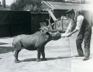 En svart neshornkalv som blir matet på flaske av sin keeper, London Zoo, september 1928 av Frederick William Bond