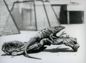 En svart spiny-tailed Iguana hviler på en tømmerstokk i London Zoo i august 1928 (s/hv-bilde) av Frederick William Bond
