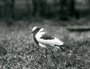 En smedvippe stående på gress i London Zoo, august 1927 av Frederick William Bond