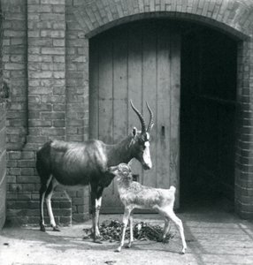 En blesbokkalv med moren i London Zoo, juni 1914 av Frederick William Bond