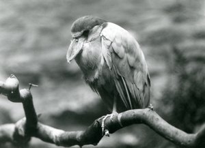 En båtnebbhegre, eller båtnebb, sittende på en gren i London Zoo, juni 1924 av Frederick William Bond