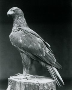 En støvlet ørn som står på en trestubbe i London Zoo i juni 1926 av Frederick William Bond