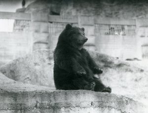 En brunbjørn sitter oppe i innhegningen ved foten av Mappin Terraces i London Zoo, september 1921 av Frederick William Bond
