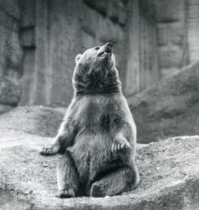 En brunbjørn som sitter oppe på en steinhylle ved London Zoo i september 1927 av Frederick William Bond