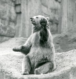 En brunbjørn sitter oppe, på en steinete avsats, og vifter med en av forpotene, London Zoo, september 1927 av Frederick William Bond